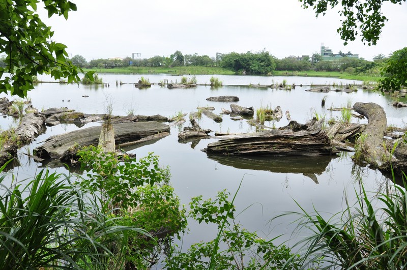 羅東林場